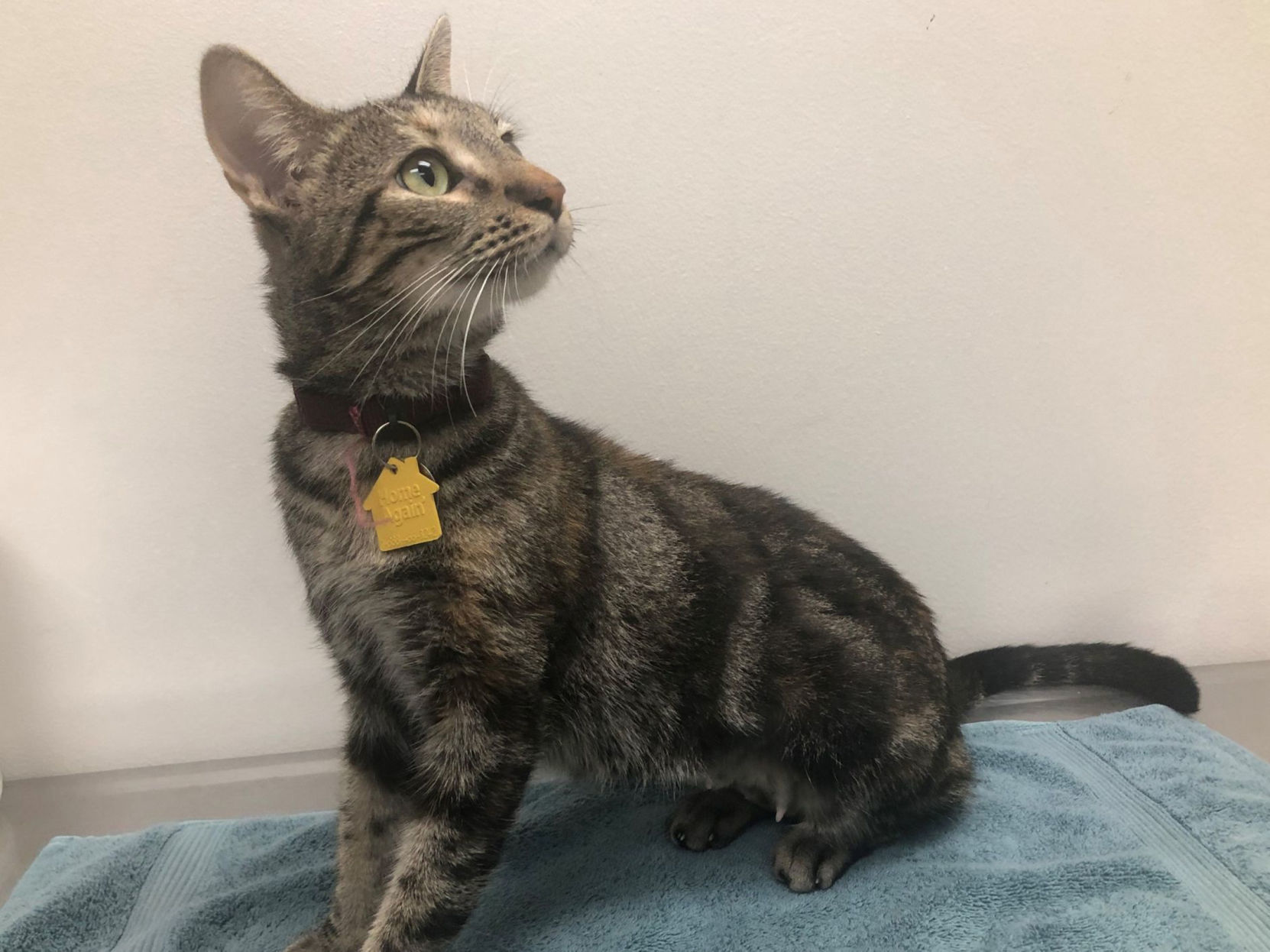 Last week's pet, still available: Zuma